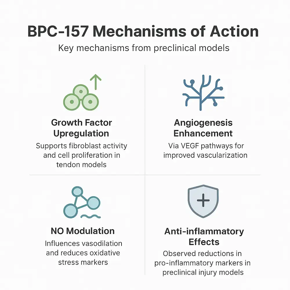 Infographic titled 'BPC-157 Mechanisms of Action' showing four preclinical mechanisms: growth factor upregulation (fibroblast proliferation), angiogenesis enhancement via VEGF, nitric oxide (NO) modulation, and anti-inflammatory effects.