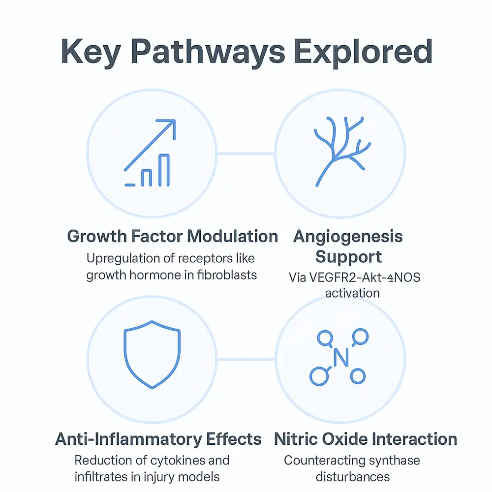 Infographic titled Key Pathways Explored with four connected blue icons and labels: Growth Factor Modulation, Angiogenesis Support (VEGFR2-Akt-eNOS), Anti-Inflammatory Effects, and Nitric Oxide Interaction.