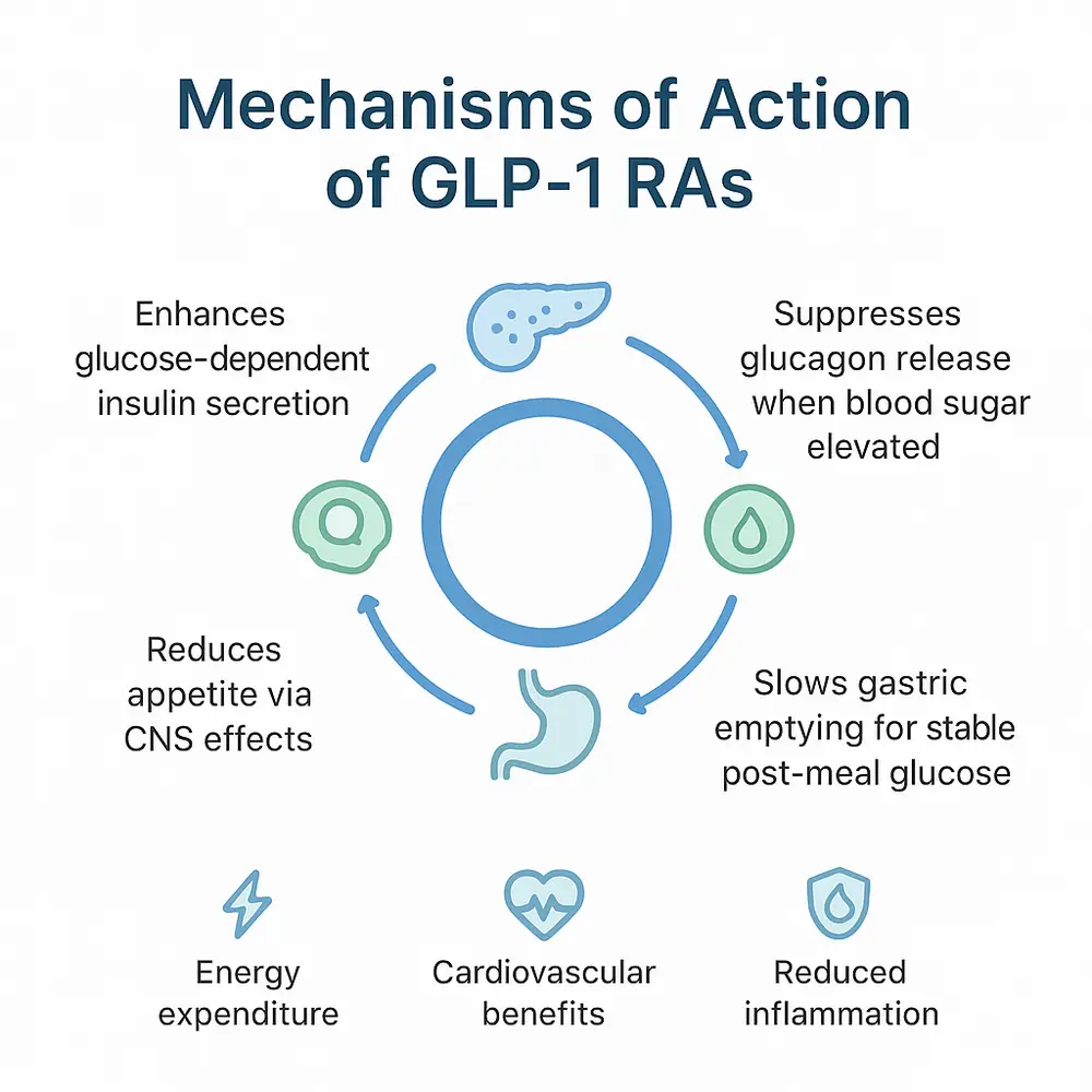 Infographic titled 'Mechanisms of Action of GLP-1 RAs' showing a circular diagram with icons: pancreas (enhances glucose-dependent insulin secretion), drop (suppresses glucagon release when blood sugar elevated), stomach (slows gastric emptying for stable post-meal glucose), brain (reduces appetite via CNS effects), and bottom icons for energy expenditure, cardiovascular benefits, and reduced inflammation.