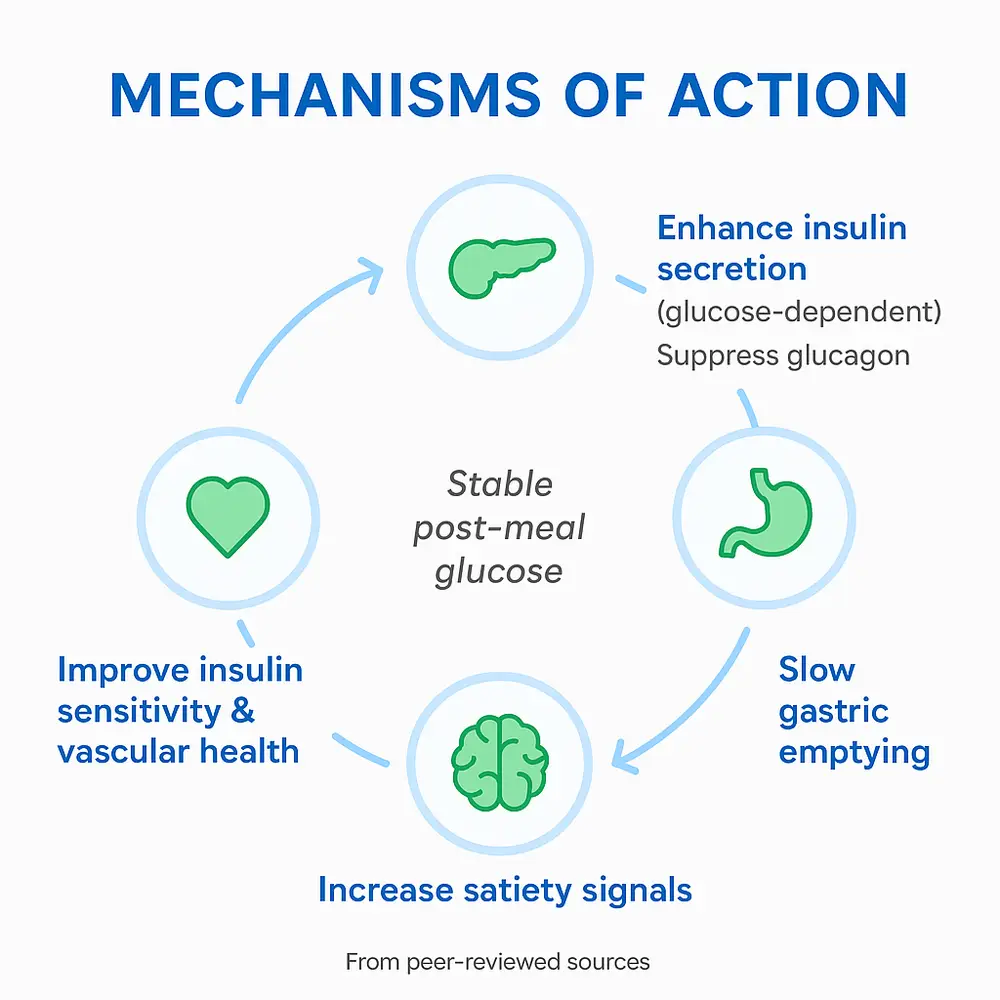 Infographic titled 'Mechanisms of Action' — circular diagram with pancreas (enhance insulin secretion, suppress glucagon), stomach (slow gastric emptying), brain (increase satiety signals), and heart (improve insulin sensitivity & vascular health) surrounding the central text 'Stable post-meal glucose'.