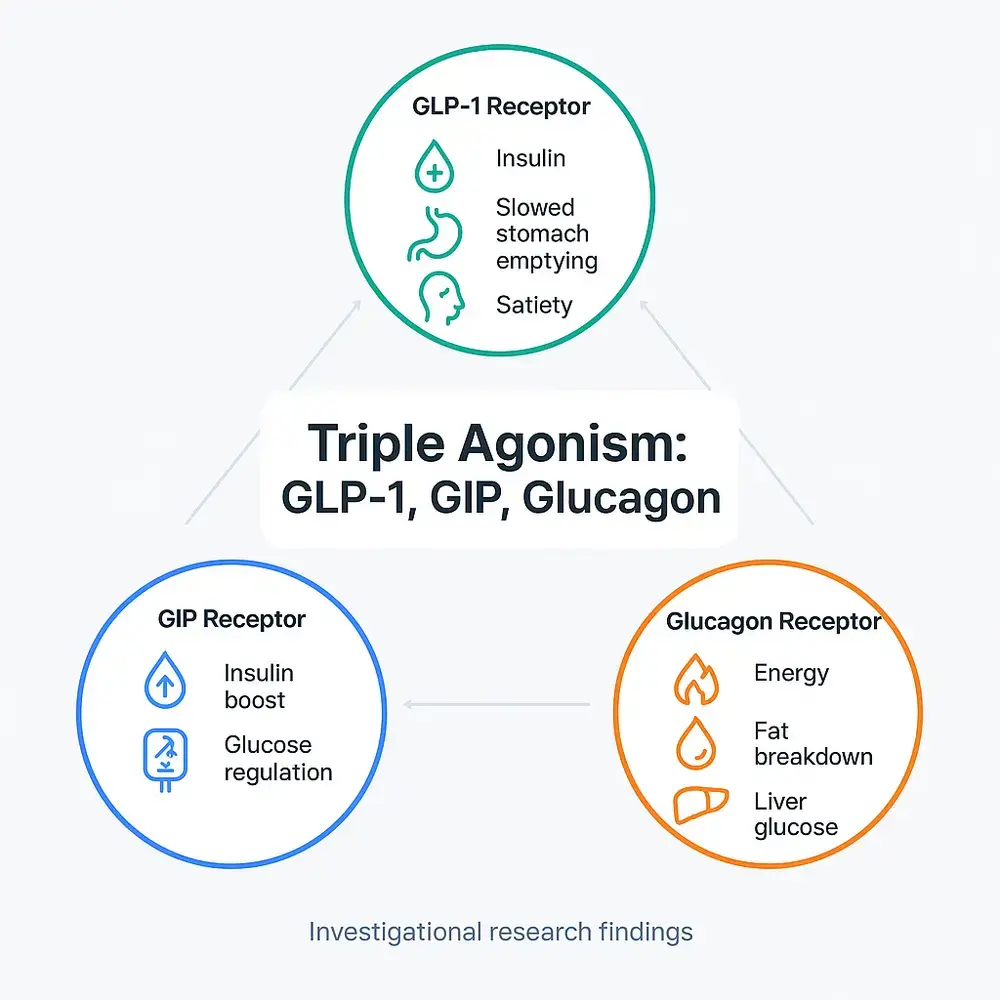 Infographic diagram of triple agonism showing GLP-1, GIP and Glucagon receptors and their effects on insulin, satiety, glucose regulation and fat breakdown