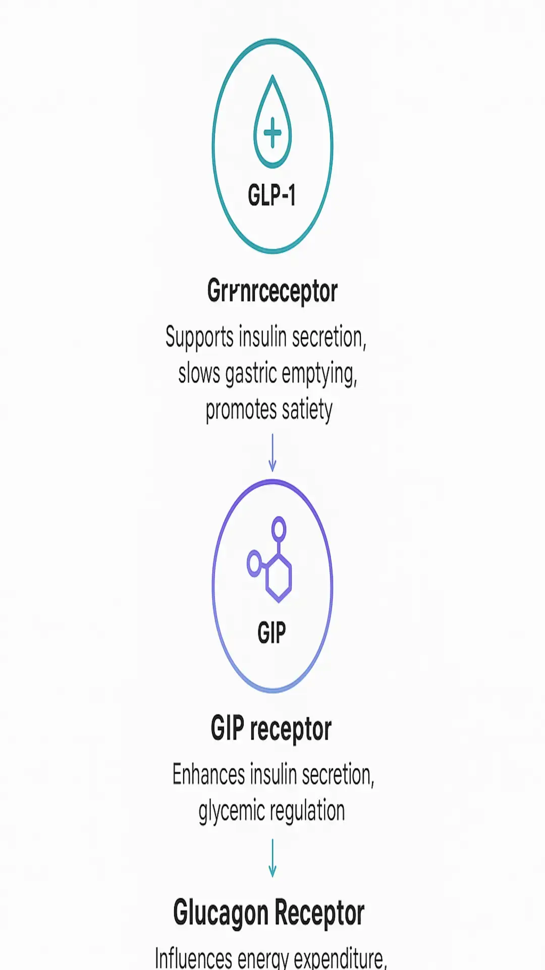 Vertical infographic of GLP-1, GIP and Glucagon receptors showing effects on insulin secretion, slowed gastric emptying, satiety and energy expenditure