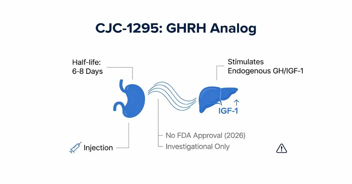 Diagram of CJC-1295 GHRH Analog mechanism showing injection, half-life, and stimulation of endogenous GH/IGF-1