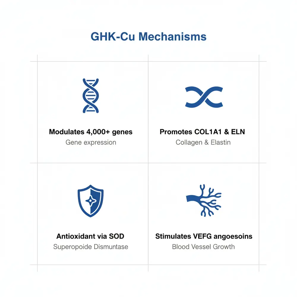 Infographic titled 'GHK-Cu Mechanisms' showing four panels: modulates 4,000+ genes (gene expression), promotes COL1A1 & ELN (collagen & elastin), antioxidant via SOD (superoxide dismutase), and stimulates VEGF-driven blood vessel growth.