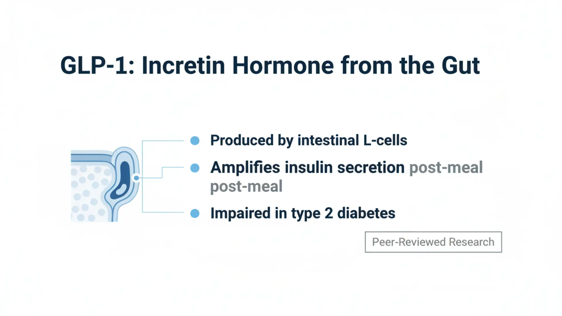 Illustration of GLP-1: Incretin Hormone from the Gut, showing its production by intestinal L-cells, amplification of insulin secretion post-meal, and impairment in type 2 diabetes