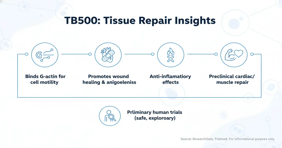 Infographic titled 'TB500: Tissue Repair Insights' showing TB500 (Thymosin Beta‑4) effects: binds G‑actin for cell motility, promotes wound healing and angiogenesis, anti‑inflammatory effects, preclinical cardiac/muscle repair, and preliminary human trials.